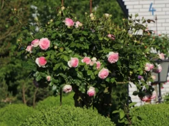 Strauchrose 'Eden Rose 85' ® -Deutschland Garten Funk Verkaufs-Shop strauchrose eden rose 85 m002954 w 11