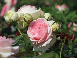 Strauchrose 'Eden Rose 85' ® -Deutschland Garten Funk Verkaufs-Shop strauchrose eden rose 85 m002954 w 12