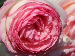 Strauchrose 'Eden Rose 85' ® -Deutschland Garten Funk Verkaufs-Shop strauchrose eden rose 85 m002954 w 13