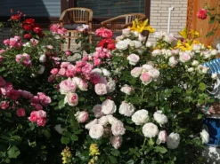 Strauchrose 'Eden Rose 85' ® -Deutschland Garten Funk Verkaufs-Shop strauchrose eden rose 85 m002954 w 4