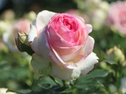 Strauchrose 'Eden Rose 85' ® -Deutschland Garten Funk Verkaufs-Shop strauchrose eden rose 85 m002954 w 6
