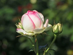 Strauchrose 'Eden Rose 85' ® -Deutschland Garten Funk Verkaufs-Shop strauchrose eden rose 85 m002954 w 7