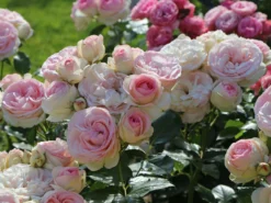 Strauchrose 'Eden Rose 85' ® -Deutschland Garten Funk Verkaufs-Shop strauchrose eden rose 85 m002954 w 9