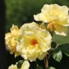 Strauchrose 'Emil Nolde' ® - Rose
