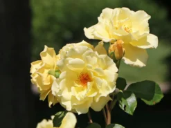 Strauchrose 'Emil Nolde' ® - Rose