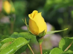 Strauchrose 'Emil Nolde' ® - Rose -Deutschland Garten Funk Verkaufs-Shop strauchrose emil nolde rose m005512 w 0