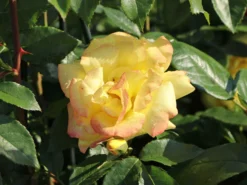 Strauchrose 'Emil Nolde' ® - Rose -Deutschland Garten Funk Verkaufs-Shop strauchrose emil nolde rose m005512 w 1