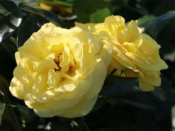 Strauchrose 'Emil Nolde' ® - Rose -Deutschland Garten Funk Verkaufs-Shop strauchrose emil nolde rose m005512 w 2