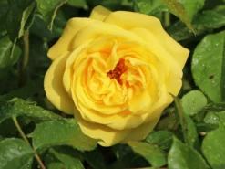 Strauchrose 'Emil Nolde' ® - Rose -Deutschland Garten Funk Verkaufs-Shop strauchrose emil nolde rose m005512 w 3