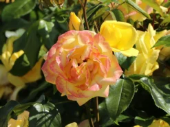Strauchrose 'Emil Nolde' ® - Rose -Deutschland Garten Funk Verkaufs-Shop strauchrose emil nolde rose m005512 w 4