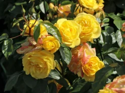 Strauchrose 'Emil Nolde' ® - Rose -Deutschland Garten Funk Verkaufs-Shop strauchrose emil nolde rose m005512 w 5