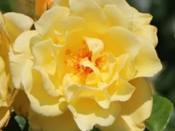 Strauchrose 'Emil Nolde' ® - Rose -Deutschland Garten Funk Verkaufs-Shop strauchrose emil nolde rose m005512 w 6