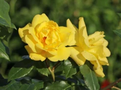 Strauchrose 'Emil Nolde' ® - Rose -Deutschland Garten Funk Verkaufs-Shop strauchrose emil nolde rose m005512 w 7