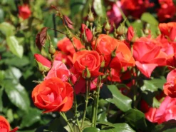 Strauchrose 'Feuerwerk' ®