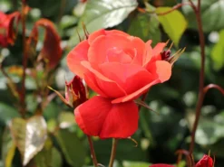 Strauchrose 'Feuerwerk' ® -Deutschland Garten Funk Verkaufs-Shop strauchrose feuerwerk m005522 w 0