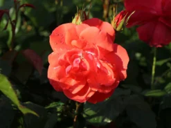 Strauchrose 'Feuerwerk' ® -Deutschland Garten Funk Verkaufs-Shop strauchrose feuerwerk m005522 w 1