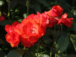 Strauchrose 'Feuerwerk' ® -Deutschland Garten Funk Verkaufs-Shop strauchrose feuerwerk m005522 w 3