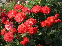 Strauchrose 'Feuerwerk' ® -Deutschland Garten Funk Verkaufs-Shop strauchrose feuerwerk m005522 w 4