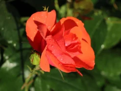 Strauchrose 'Feuerwerk' ® -Deutschland Garten Funk Verkaufs-Shop strauchrose feuerwerk m005522 w 5