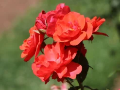 Strauchrose 'Feuerwerk' ® -Deutschland Garten Funk Verkaufs-Shop strauchrose feuerwerk m005522 w 6