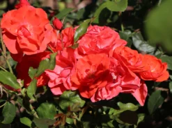 Strauchrose 'Feuerwerk' ® -Deutschland Garten Funk Verkaufs-Shop strauchrose feuerwerk m005522 w 8