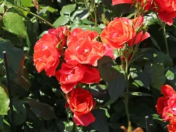 Strauchrose 'Feuerwerk' ® -Deutschland Garten Funk Verkaufs-Shop strauchrose feuerwerk m005522 w 9