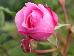 Strauchrose 'Flashlight' ® -Deutschland Garten Funk Verkaufs-Shop strauchrose flashlight adr rose m051367 w 1