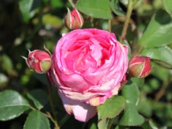 Strauchrose 'Flashlight' ® -Deutschland Garten Funk Verkaufs-Shop strauchrose flashlight adr rose m051367 w 2