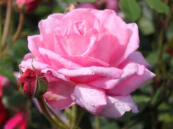 Strauchrose 'Flashlight' ® -Deutschland Garten Funk Verkaufs-Shop strauchrose flashlight adr rose m051367 w 4