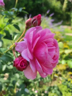 Strauchrose 'Flashlight' ® -Deutschland Garten Funk Verkaufs-Shop strauchrose flashlight m051367 193676 0