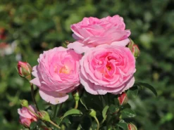 Strauchrose 'Flashlight' ®