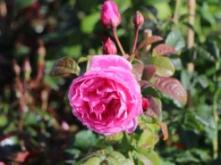 Strauchrose 'Flashlight' ® -Deutschland Garten Funk Verkaufs-Shop strauchrose flashlight m051367 w 0