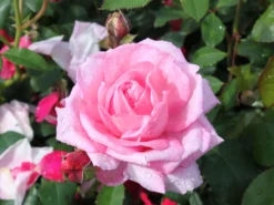 Strauchrose 'Flashlight' ® -Deutschland Garten Funk Verkaufs-Shop strauchrose flashlight m051367 w 1