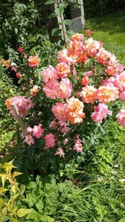 Strauchrose 'Freisinger Morgenröte' ® -Deutschland Garten Funk Verkaufs-Shop strauchrose freisinger morgenroete m005494 1061015 0