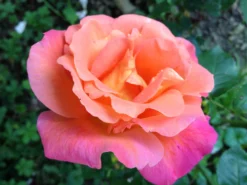 Strauchrose 'Freisinger Morgenröte' ® -Deutschland Garten Funk Verkaufs-Shop strauchrose freisinger morgenroete m005494 1338879 0