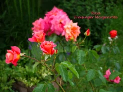 Strauchrose 'Freisinger Morgenröte' ® -Deutschland Garten Funk Verkaufs-Shop strauchrose freisinger morgenroete m005494 1341765 0