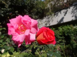 Strauchrose 'Freisinger Morgenröte' ® -Deutschland Garten Funk Verkaufs-Shop strauchrose freisinger morgenroete m005494 433422 0