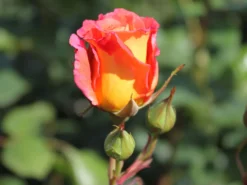Strauchrose 'Freisinger Morgenröte' ® -Deutschland Garten Funk Verkaufs-Shop strauchrose freisinger morgenroete m005494 w 1