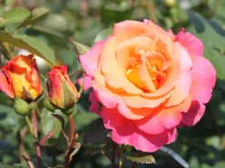 Strauchrose 'Freisinger Morgenröte' ® -Deutschland Garten Funk Verkaufs-Shop strauchrose freisinger morgenroete m005494 w 2