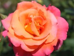 Strauchrose 'Freisinger Morgenröte' ® -Deutschland Garten Funk Verkaufs-Shop strauchrose freisinger morgenroete m005494 w 3