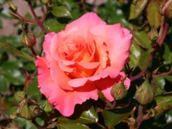 Strauchrose 'Freisinger Morgenröte' ® -Deutschland Garten Funk Verkaufs-Shop strauchrose freisinger morgenroete m005494 w 4