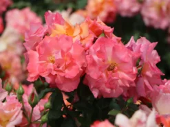 Strauchrose 'Freisinger Morgenröte' ® -Deutschland Garten Funk Verkaufs-Shop strauchrose freisinger morgenroete m005494 w 5