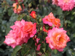 Strauchrose 'Freisinger Morgenröte' ® -Deutschland Garten Funk Verkaufs-Shop strauchrose freisinger morgenroete m005494 w 6