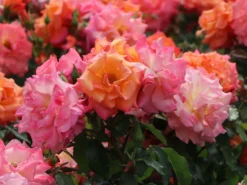 Strauchrose 'Freisinger Morgenröte' ® -Deutschland Garten Funk Verkaufs-Shop strauchrose freisinger morgenroete m005494 w 7