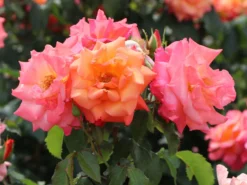 Strauchrose 'Freisinger Morgenröte' ® -Deutschland Garten Funk Verkaufs-Shop strauchrose freisinger morgenroete m005494 w 8