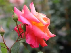 Strauchrose 'Freisinger Morgenröte' ® -Deutschland Garten Funk Verkaufs-Shop strauchrose freisinger morgenroete m005494 w 9