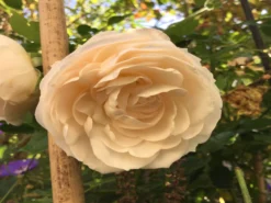 Strauchrose 'Friedenslicht' ® -Deutschland Garten Funk Verkaufs-Shop strauchrose friedenslicht m094381 193676 0