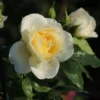 Strauchrose 'Friedenslicht' ®