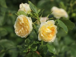 Strauchrose 'Friedenslicht' ® -Deutschland Garten Funk Verkaufs-Shop strauchrose friedenslicht m094381 w 0