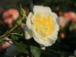 Strauchrose 'Friedenslicht' ® -Deutschland Garten Funk Verkaufs-Shop strauchrose friedenslicht m094381 w 1